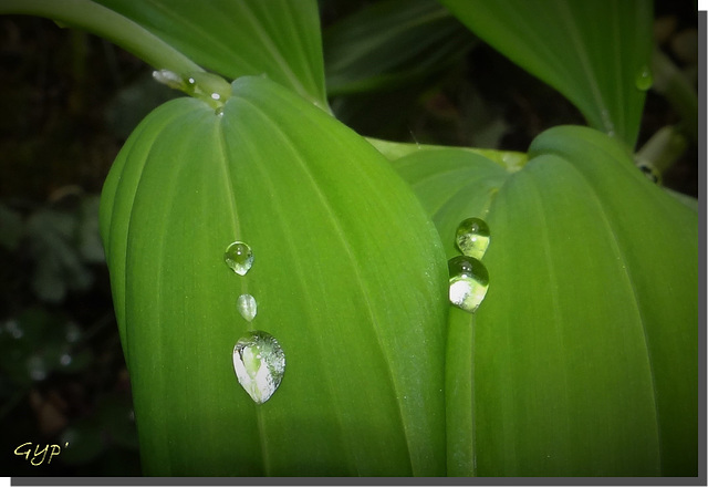 Perles de pluie ...