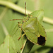 IMG 7202ShieldBug