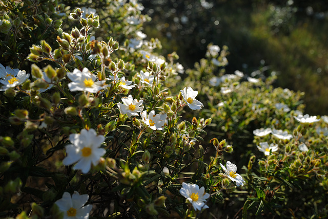 Cistus monspeliensis