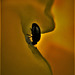 Pollen Beetle