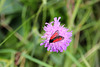 Thymian-Widderchen (Zygaena purpuralis)