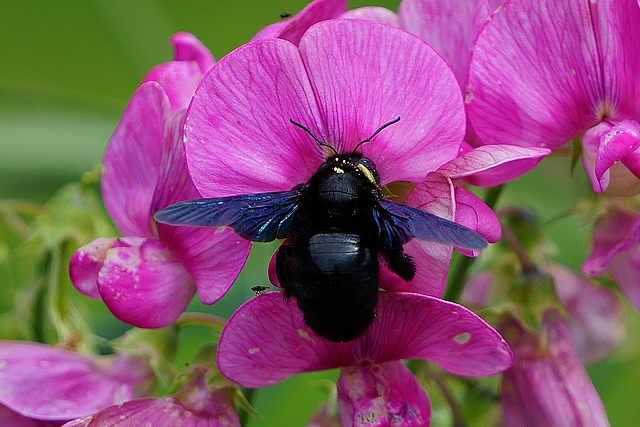 Große Blaue Holzbiene an Wicke