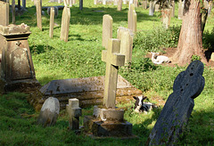 Kid in St Peter's Churchyard, Edensor, Derbyshire