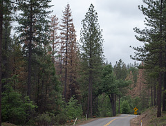 Smith Station Rd pine beetles (#0615)