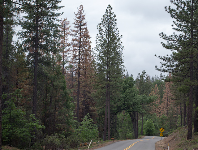 Smith Station Rd pine beetles (#0615)