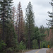 Smith Station Rd pine beetles (#0615)