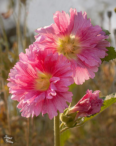 250/366: King Henry Hollyhocks Glowing in the Afternoon Sun