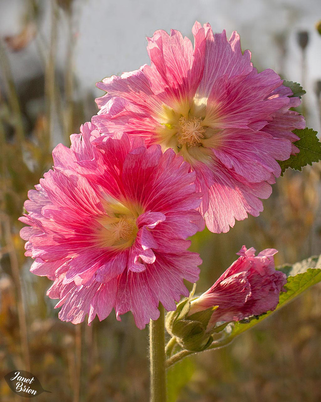 250/366: King Henry Hollyhocks Glowing in the Afternoon Sun