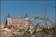 Frühlingsbeginn in Toledo