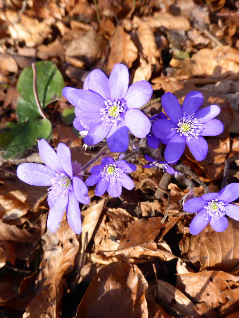 die ersten Farben im Wald