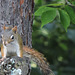 Red Squirrel