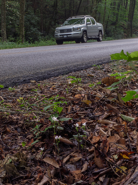 Triphora trianthophorus (Three-birds orchid) roadside setting