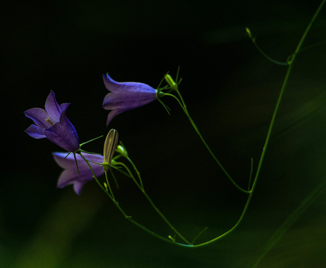 petite campanule