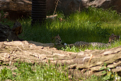 Südafrikanischer Gepard