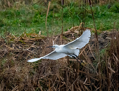 Little egret