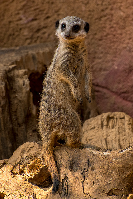 Meerkat