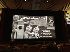 Cat Video Fest 2018
