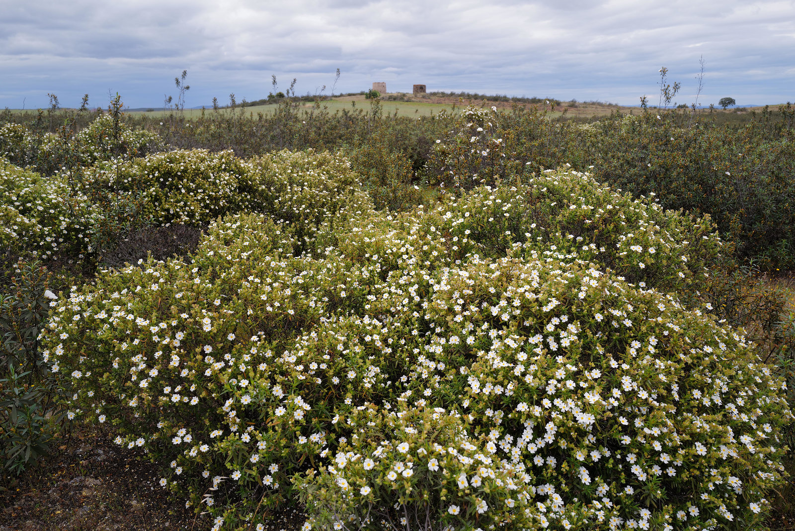 Cistus monspeliensis, Penedos