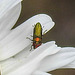 20200609 8246CPw [D~LIP] Glänzender Eckschildprachtkäfer (Anthaxia nitidukda) [m+w], Bad Salzufle
