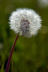 the completion of the Dandelion