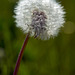 the completion of the Dandelion
