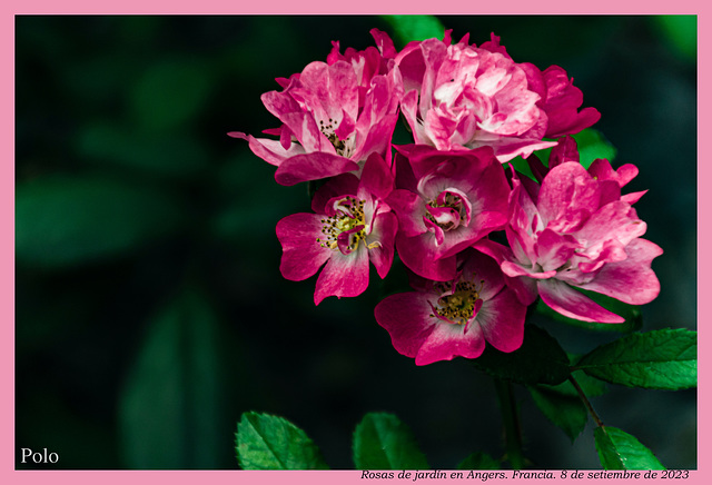 Rosas de jardín + 2 notas