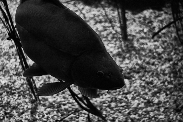 Tierpark Straubing