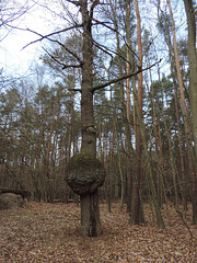 Kugelbaum am Klosterweg