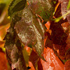 Autumn vine drops