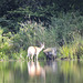 White-tailed Deer