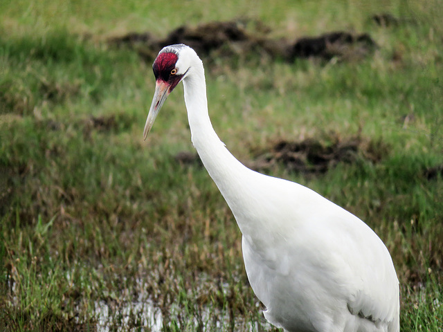 Day 2, ENDANGERED Whooping Crane