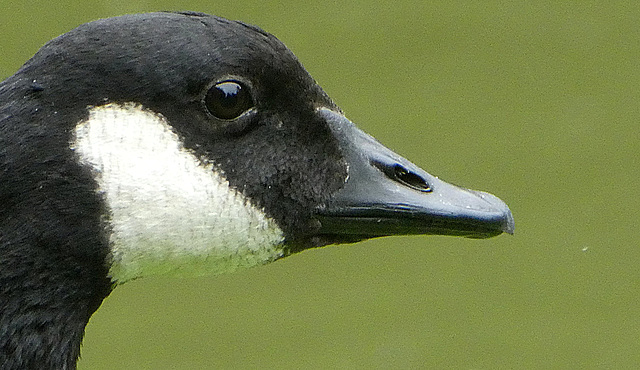 Canadian brent goose