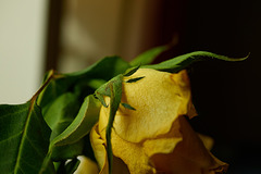 Yellow Rose On Its Way to Splendour
