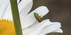 20200609 8247CPw [D~LIP] Glänzender Eckschildprachtkäfer (Anthaxia nitidukda) [m+w], Bad Salzufle