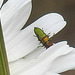 20200609 8247CPw [D~LIP] Glänzender Eckschildprachtkäfer (Anthaxia nitidukda) [m+w], Bad Salzufle
