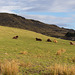 cattle at Cown Edge Farm