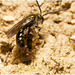 IMG 0057 Miner Bee Ant