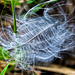 Just A Feather