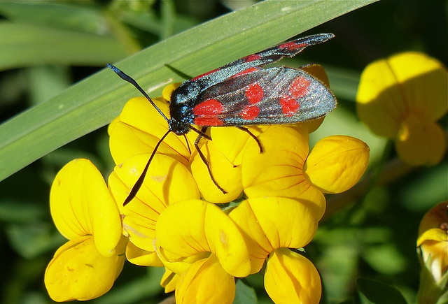 Zygène de la filipendule (Zygaena filipendulae)