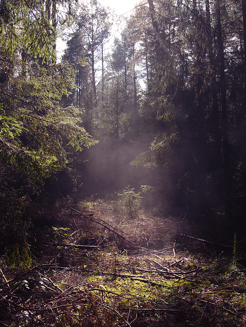 Białowieża