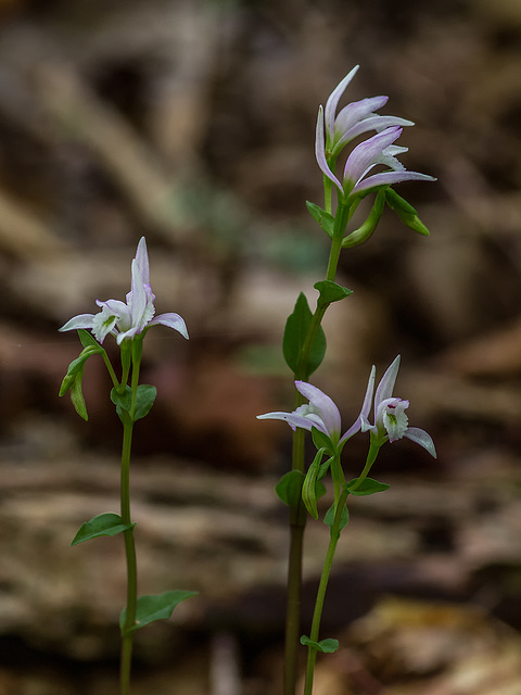 Triphora trianthophorus (Three-birds orchid)