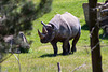 Ostafrikanisches Spitzmaulnashorn