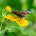 Red admiral buttefly