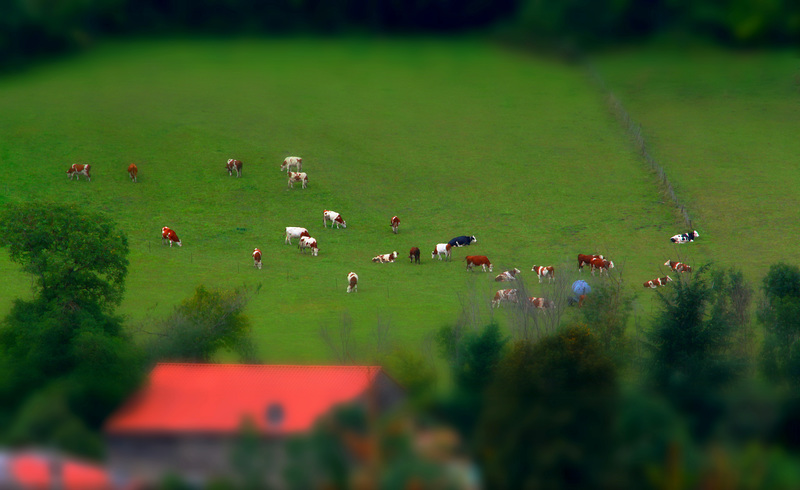 Le bonheur est dans le pré