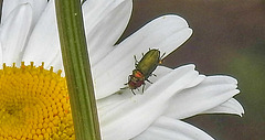 20200609 8248CPw [D~LIP] Glänzender Eckschildprachtkäfer (Anthaxia nitidukda) [m+w], Bad Salzufle