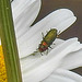 20200609 8248CPw [D~LIP] Glänzender Eckschildprachtkäfer (Anthaxia nitidukda) [m+w], Bad Salzufle