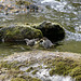 Juvenile Dippers