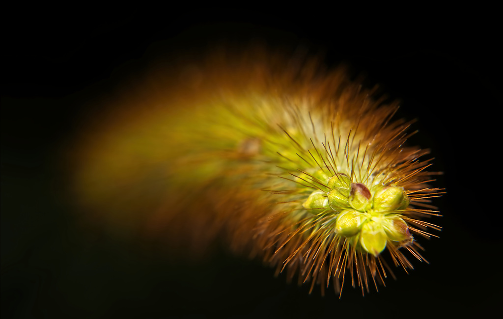Das Feuerwerk in der Natur :))  The fireworks in nature :))  Les feux d'artifice dans la nature :))