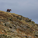 Horse on top of Cown Edge