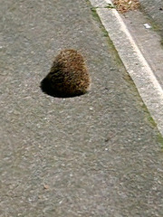 Igel